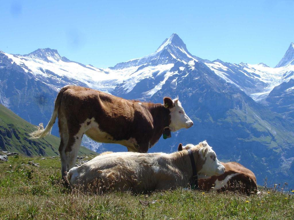 Beim See Grindelwald Ngoại thất bức ảnh
